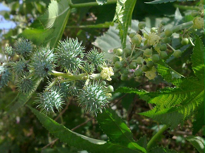 விளக்கெண்ணெய், விளக்கெரிக்க மட்டுமல்ல