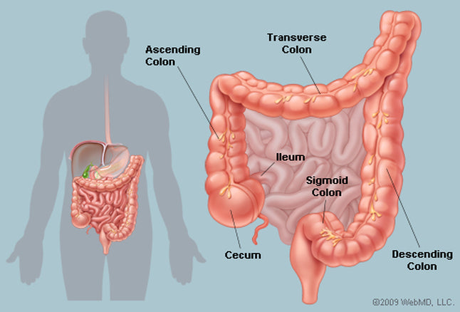 8 Natural Remedies That Will Clean Your Colon Effectively