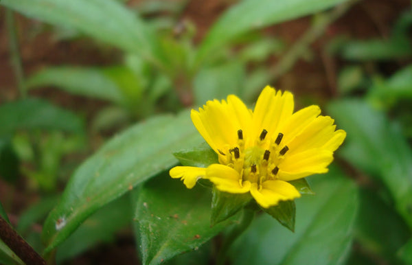 கற்ப மூலிகை - கரிசலாங்கண்ணி