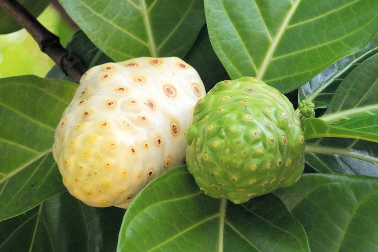 Noni/Indian Mulberry fruit juice health benefits